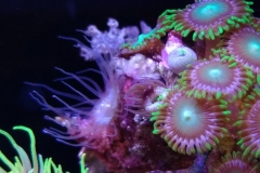 germ-anemone-at-polyp-cluster-001