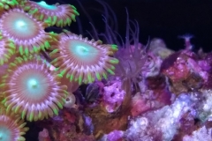 germ-anemone-at-polyp-cluster-002