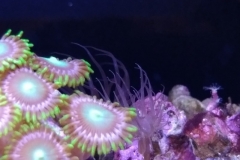 germ-anemone-at-polyp-cluster-003