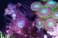 germ-anemone-at-polyp-cluster-004