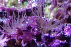 germ-anemone-on-live-rock-001