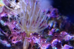 germ-anemone-on-live-rock-002