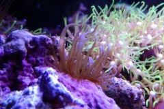 germ-anemone-on-live-rock-003
