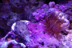 germ-anemone-on-live-rock-004