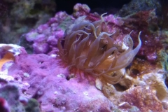 germ-anemone-on-live-rock-005