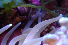 condylactis-anemone-at-calupra-001