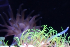 condylactis-anemone-at-polyp-garden-001