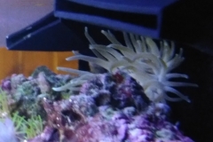 condylactis-anemone-at-power-head-001