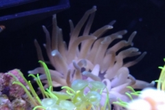 condylactis-anemone-at-power-head-002
