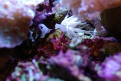 condylactis-anemone-in-base-rock-001
