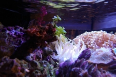 condylactis-anemone-in-base-rock-002