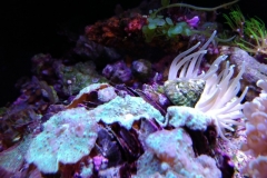 condylactis-anemone-in-base-rock-003