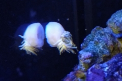 condylactis-anemone-on-aquarium-glass-001