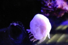 condylactis-anemone-on-aquarium-glass-002