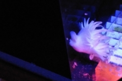 condylactis-anemone-on-aquarium-glass-003