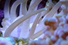 condylactis-anemone-tenticles-001