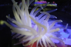 condylactis-anemone-tenticles-002