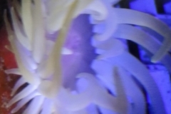 condylactis-anemone-tenticles-003