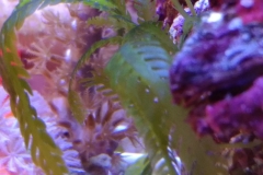 green-leaf-calupra-in-coral-garden-001