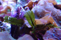 green-leaf-calupra-in-mushroom-bed-001