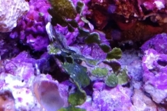 green-leaf-calupra-on-live-rock-001