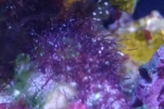 green-leaf-calupra-on-live-rock-002