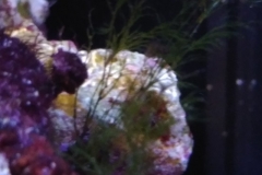 green-leaf-calupra-on-live-rock-003