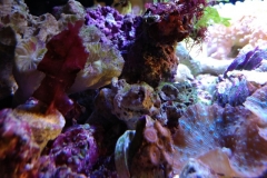 green-leaf-calupra-on-live-rock-006