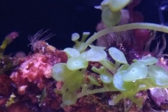 green-leaf-calupra-on-live-rock-007