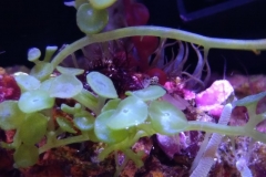 green-leaf-calupra-on-live-rock-008