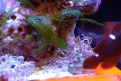 green-leaf-calupra-on-live-rock-009