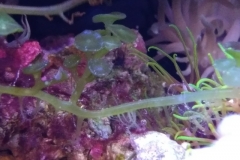 green-leaf-calupra-on-live-rock-010