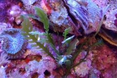 green-leaf-calupra-on-live-rock-011