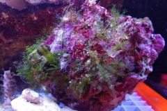 green-leaf-calupra-on-oyster-shell-001