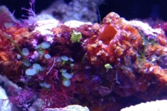 green-leaf-calupra-on-oyster-shell-002