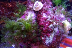 green-leaf-calupra-on-oyster-shell-003