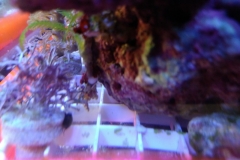 green-leaf-calupra-on-oyster-shell-007