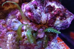 green-leaf-calupra-on-oyster-shell-008