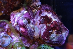 green-leaf-calupra-on-oyster-shell-011