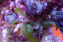 green-leaf-calupra-on-oyster-shell-012