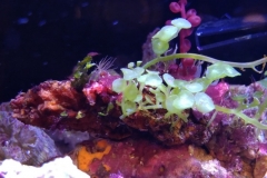 green-leaf-calupra-on-oyster-shell-013