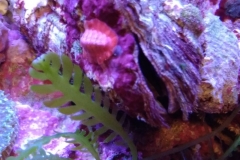 green-leaf-calupra-on-oyster-shell-014