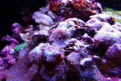 red-berry-calupra-in-mushroom-bed-001