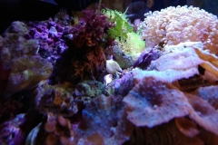 red-berry-calupra-on-live-rock-001