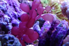 red-berry-calupra-on-live-rock-002