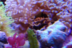 red-berry-calupra-on-live-rock-003