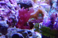 red-berry-calupra-on-live-rock-004