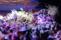 red-berry-calupra-on-reef-cap-001