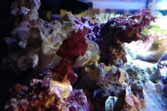 red-leaf-calupra-on-live-rock-001