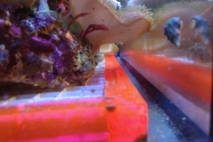 red-leaf-calupra-on-live-rock-002